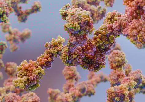 Anti-idiotype Antibodies