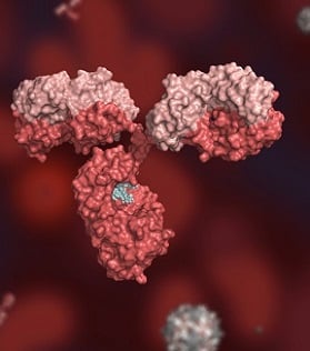 Anti-scFv Antibodies