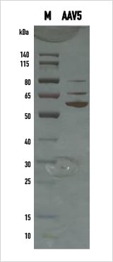 AAV 5