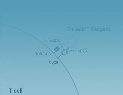 Enceed™ T cell Activation Reagent