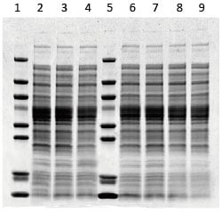Competitor B Bis-Tris