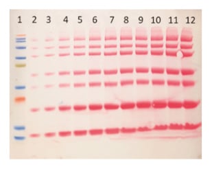Pre-stained protein standard