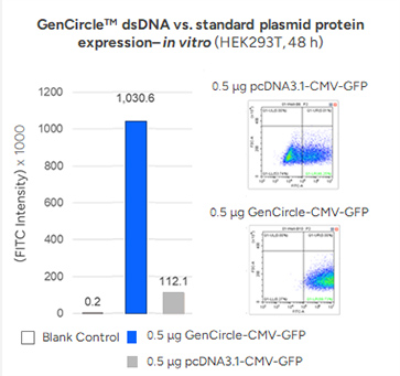GenCircleTM dsDNA vs. standard plasmid protein expression– in vitro (HEK293T, 48 h)
                
