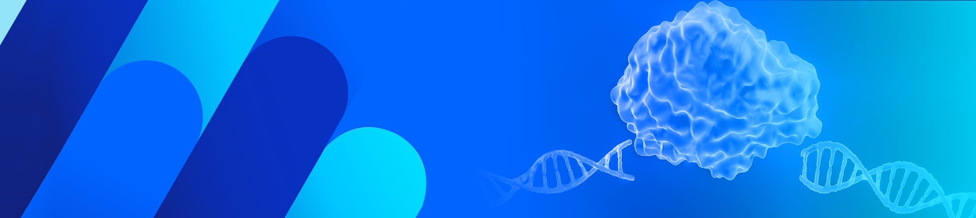 GenCRISPR™ gRNA/Cas9 Plasmids