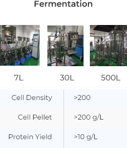 enzyme manufacturing- fermentation