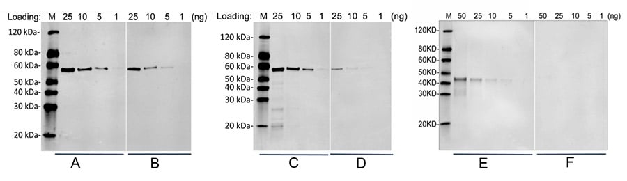 MonoRab was used to develop an anti-FLAG tag antibody for Western blot and IP applications