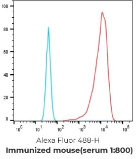 Serum titer after CLD18.2-LNP immunization