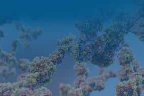 Anti-idiotype Antibodies