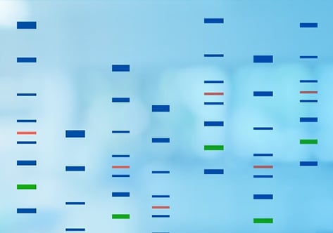 Protein Standards and Marker