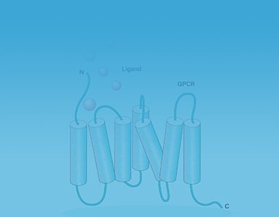 GPCR Stable Cell Lines