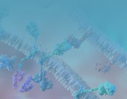 Immune Checkpoint Stable Cell Lines