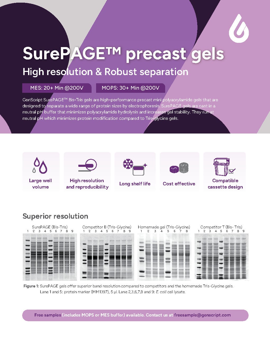 SurePAGE precast gels