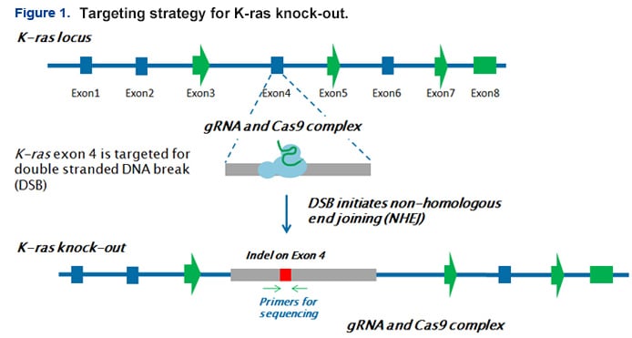 targeting strategy of K-ras knock-out