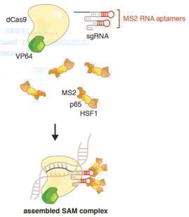 Three components -- dCas9-VP64, sgRNA-MS2, and MS2-p-HSF1 – form the assembled SAM complex