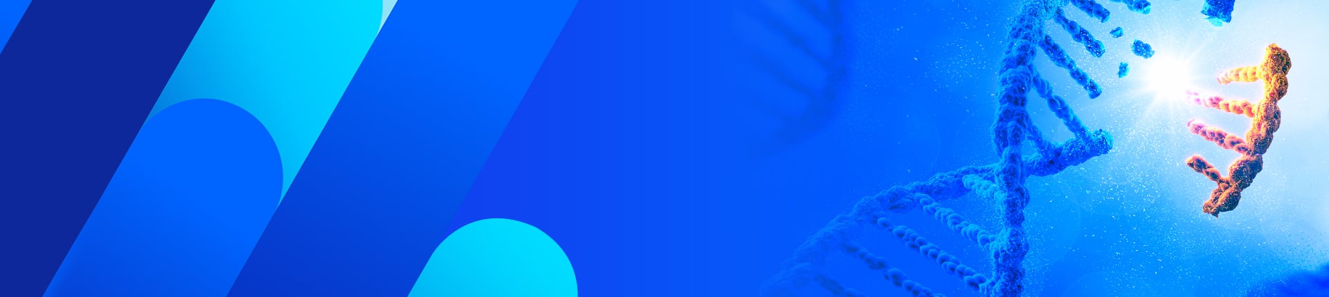 Homology-Directed Repair (HDR) Knock-in Templates