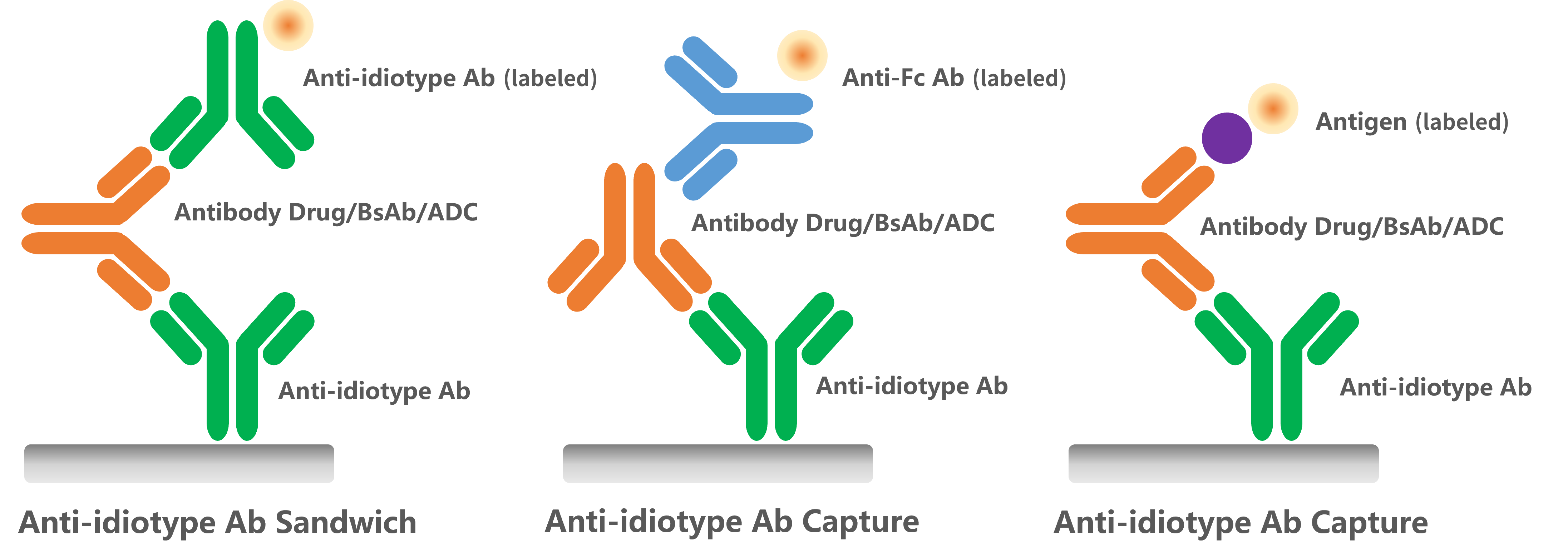 GenScript’s anti-idiotype antibodies