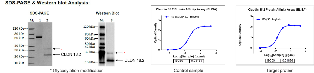 SDS-PAGE & Western blot analysis
