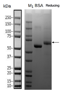 Transmembrane Proteins- Hemagglutinin