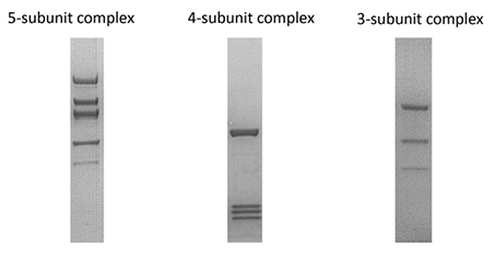 Multi-subunit complex proteins expression