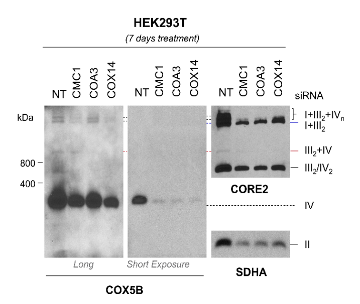 Blue Native (BN)-PAGE analysis