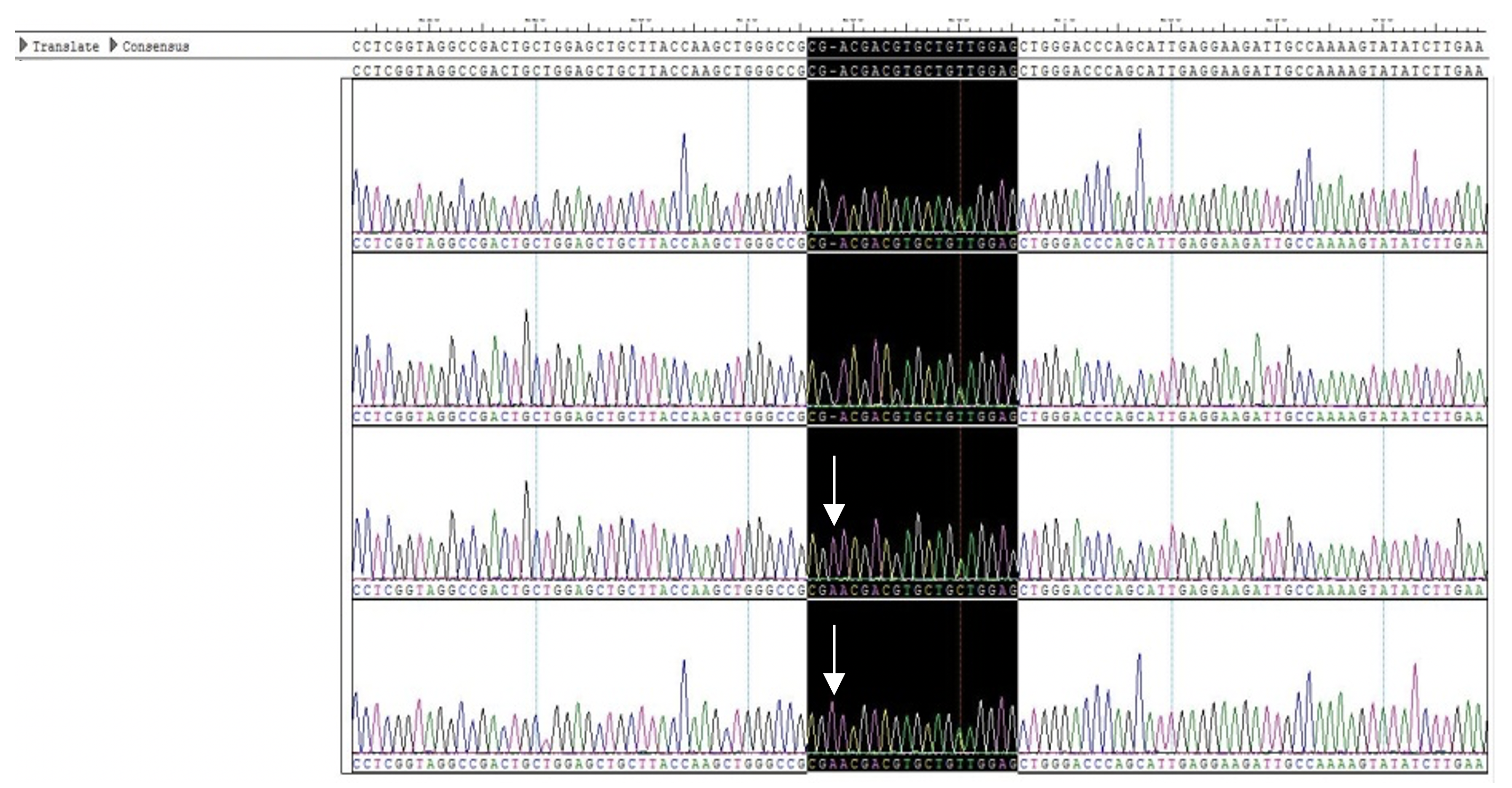 Validation of A gene KO by RT-PCR