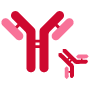 Dual J2 Antibody Technology