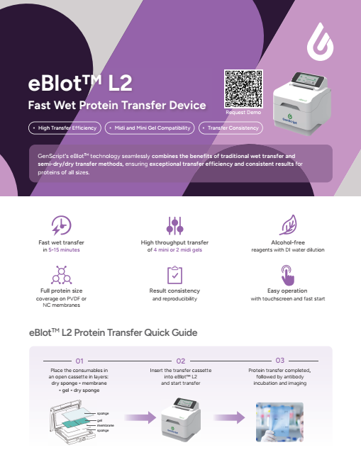 eBlot L2 Flyer