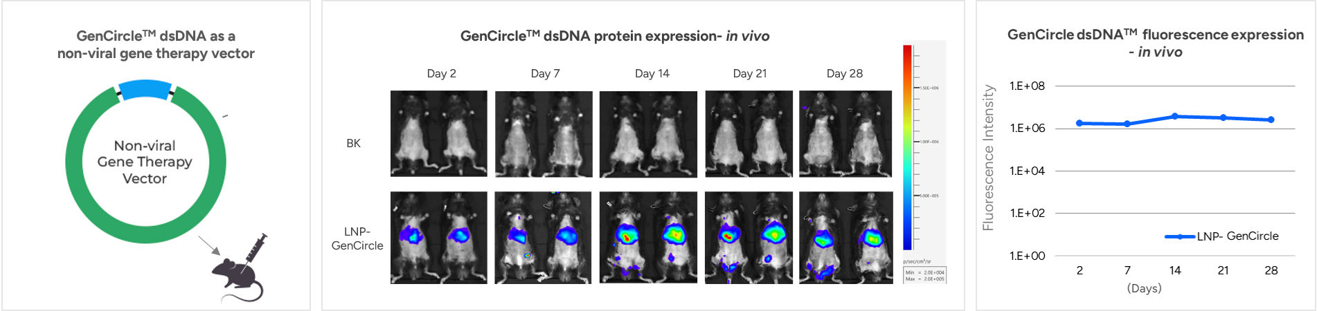 GenCircleTM dsDNA as a  non-viral gene therapy vector