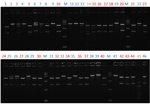 Enzyme activity screening in agarose gel 