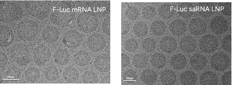 GenScript LNPs showed uniform morphology under cryo-EM characterization   