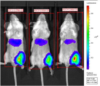 GenScript LNPs showed strong in vivo signal 8 hours after IV (left) or IM (right) injection in mice