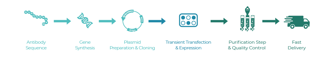 Mammalian expression workflow