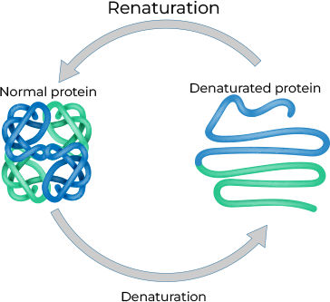 standard-denaturation