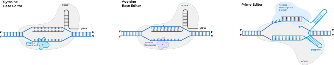Novel Editing Technologies Without DSBs (Prime Editing/Base Editing)